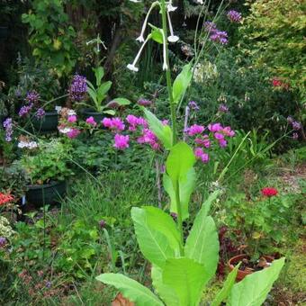 Nicotiana sylvestris