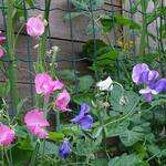 Lathyrus odoratus Royal Mix - Reukerwt / pronkerwt