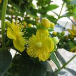 Hypericum 'MIRACLE Blizz' - Hertshooi