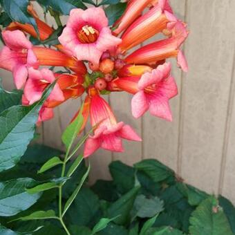 Campsis x tagliabuana 'Indian Summer'