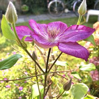 Clematis 'Liberty'