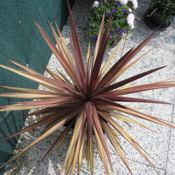 Cordyline australis 'Red Star'