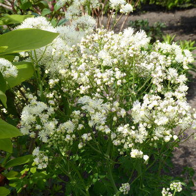 Ruit - Thalictrum delavayi 'Splendide White'