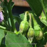 Solanum melongena 'White Eggs' - Witte aubergine