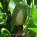 Solanum melongena 'White Eggs' - Witte aubergine