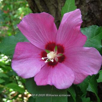 Hibiscus syriacus