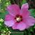 Hibiscus syriacus