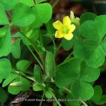 Oxalis stricta - Stijve klaverzuring