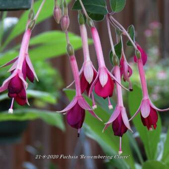 Fuchsia 'Remembering Claire'