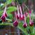 Fuchsia 'Remembering Claire'