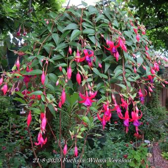 Fuchsia 'Wilma Versloot'