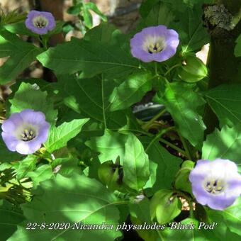 Nicandra physalodes 'Black Pod'