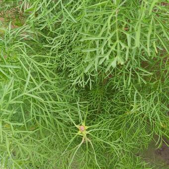 Cosmos bipinnatus