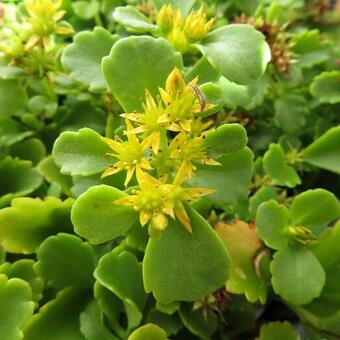 Sedum Kamtschaticum