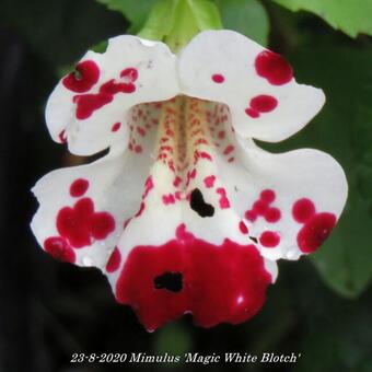 Mimulus 'Magic White Blotch'