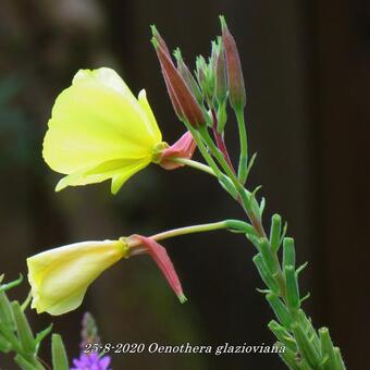 Oenothera glazioviana