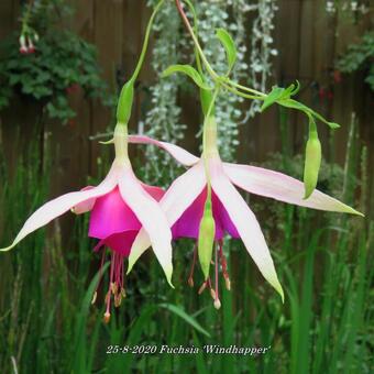 Fuchsia 'Windhapper'