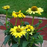 Echinacea purpurea 'SOMBRERO Lemon Yellow' - Rode zonnehoed