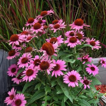 Echinacea ' MOOODZ Awake'