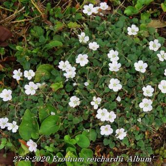 Erodium reichardii 'Album'