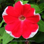 Petunia 'MADNESS Red Picotee' - Petunia