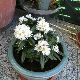 Aster dumosus 'Apollo'