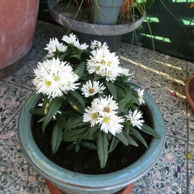 Dwergaster - Aster dumosus 'Apollo'