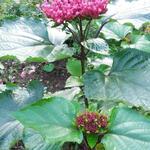 Clerodendrum bungei - Kansenboom, Pindakaasstruik