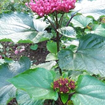 Clerodendrum bungei