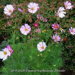 Cosmos bipinnatus 'Picotée' - Cosmos