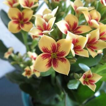 Kalanchoë 'TIGER'