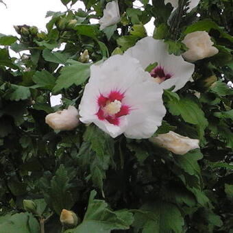 Hibiscus syriacus