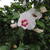 Hibiscus syriacus