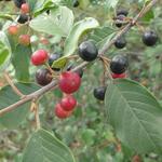 Frangula alnus - Sporkehout, Vuilboom