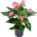 Anthurium andreanum MULTI FLORA  Rose - Flamingoplant