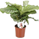 Calathea orbifolia - Calathea, Livingplant