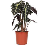 Alocasia x amazonica 'Polly' - Olifantsoor, Skeletplant