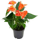 Anthurium andreanum  GRANDI FLORA Orange - Flamingoplant