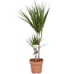 Dracaena marginata - Drakenbloedboom