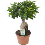 Ficus microcarpa 'Ginseng' - Vijg