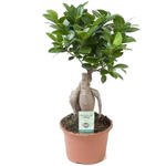 Ficus microcarpa 'Ginseng' - Vijg