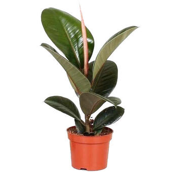 Ficus elastica 'Robusta'