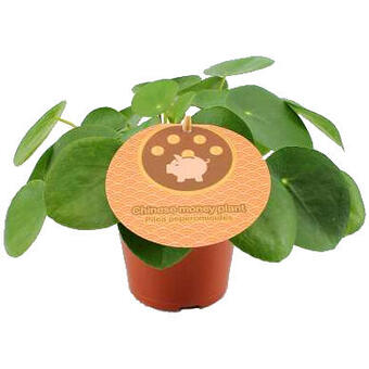 Pilea peperomioides