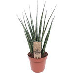 Sansevieria 'Fernwood' - Vrouwentongen - Sanseveria