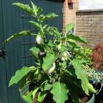 Solanum melongena 'White Eggs' - Witte aubergine