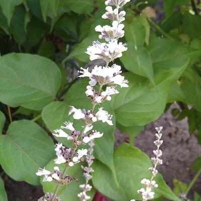 Monnikspeper - Vitex agnus-castus 'Albus'