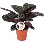 Calathea roseopicta 'Dottie' - Calathea