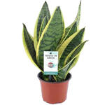 Sansevieria trifasciata 'Futura Superba' - Vrouwentongen - Sanseveria