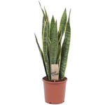 Sansevieria trifasciata 'Laurentii' - Vrouwentongen - Sanseveria