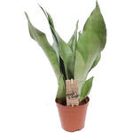 Sansevieria trifasciata 'Moonshine' - Vrouwentongen - Sanseveria